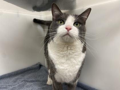 Enlarge Molly, a Adoptable Domestic Short Hair in Boulder, CO image 3/3