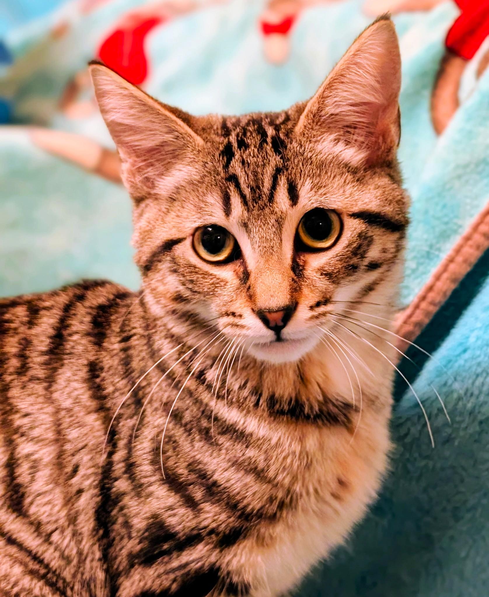 Enlarge Baxter & Bucky: Fun, Fun, Fun!, a ADOPTABLE Domestic Short Hair in Newport, WA image 5/6