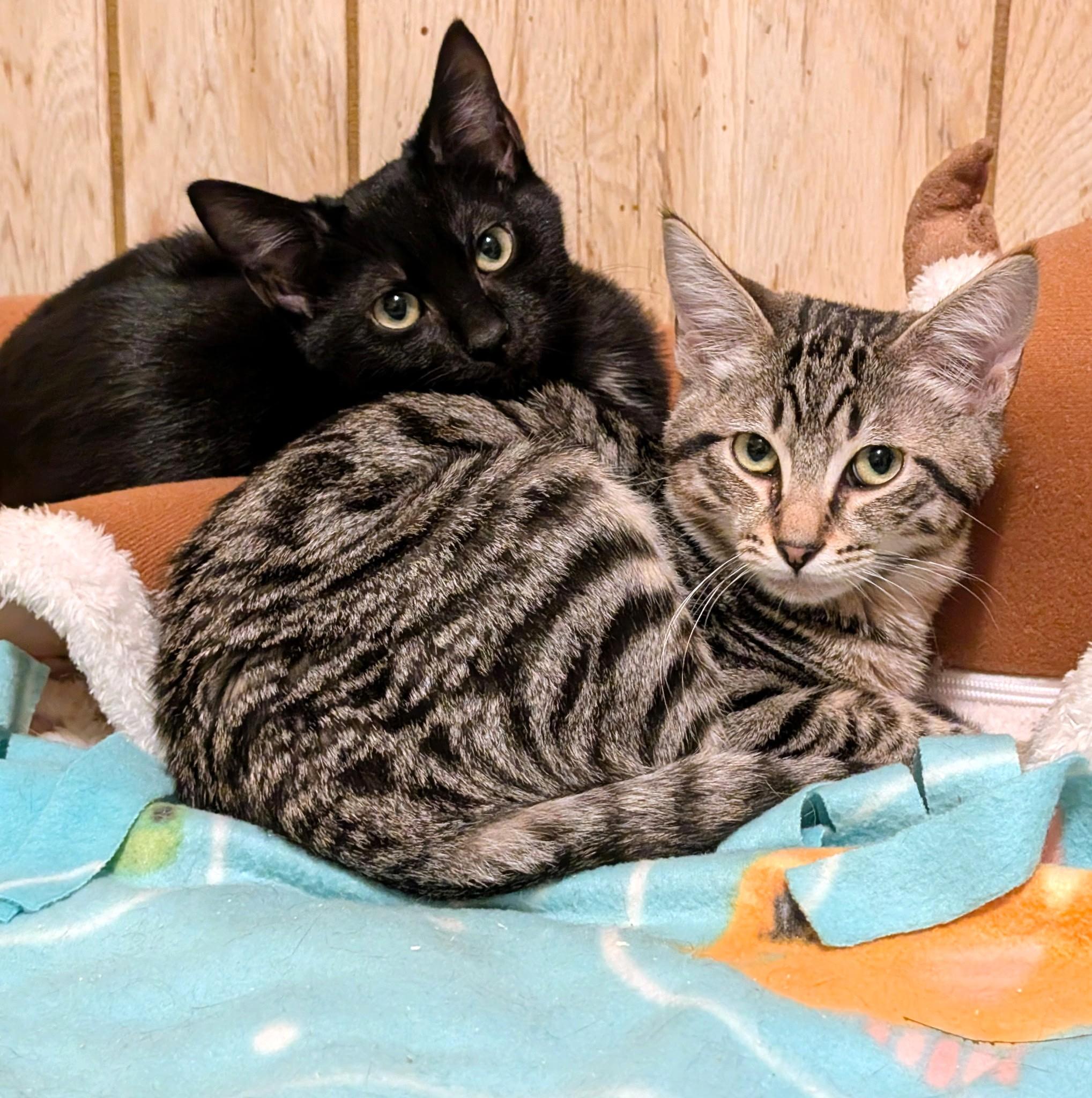 Enlarge Baxter & Bucky: Fun, Fun, Fun!, a ADOPTABLE Domestic Short Hair in Newport, WA image 1/6