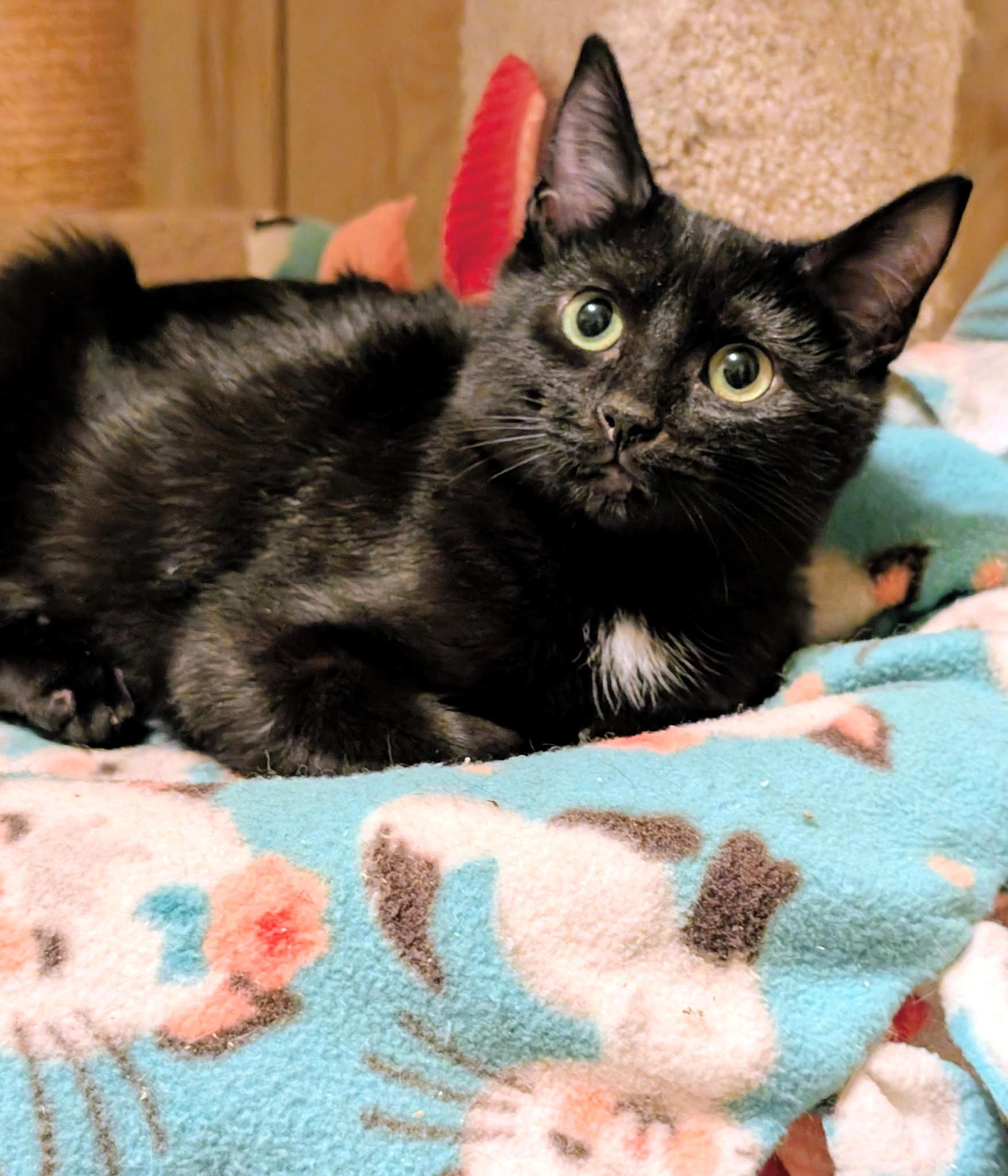 Enlarge Baxter & Bucky: Fun, Fun, Fun!, a ADOPTABLE Domestic Short Hair in Newport, WA image 4/6