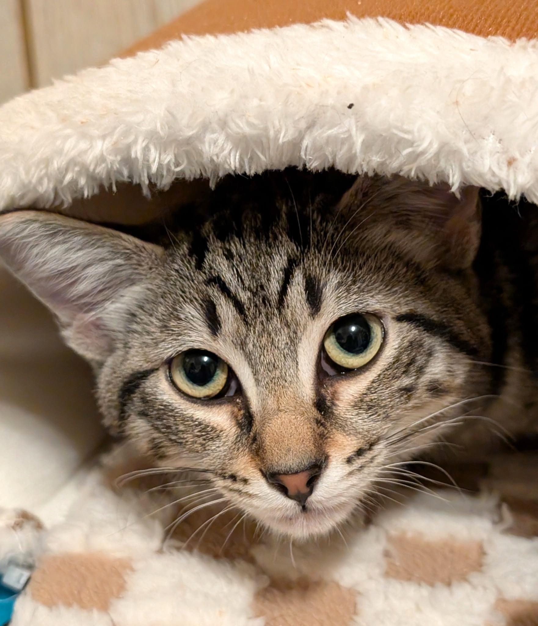 Enlarge Baxter & Bucky: Fun, Fun, Fun!, a ADOPTABLE Domestic Short Hair in Newport, WA image 3/6