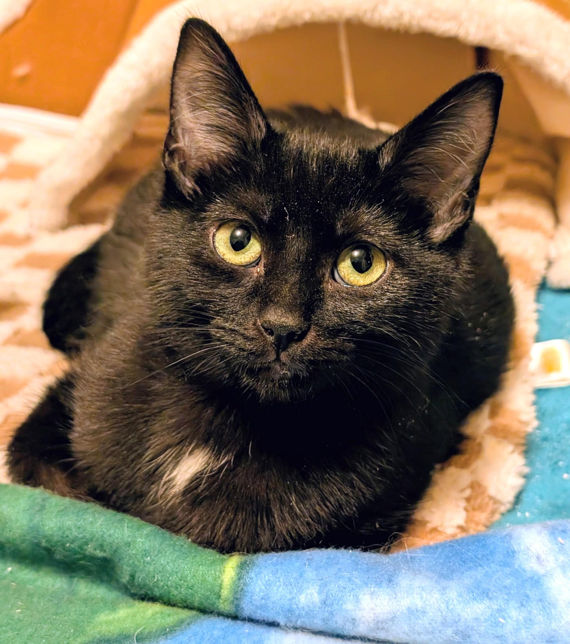 Enlarge Baxter & Bucky: Fun, Fun, Fun!, a ADOPTABLE Domestic Short Hair in Newport, WA image 6/6