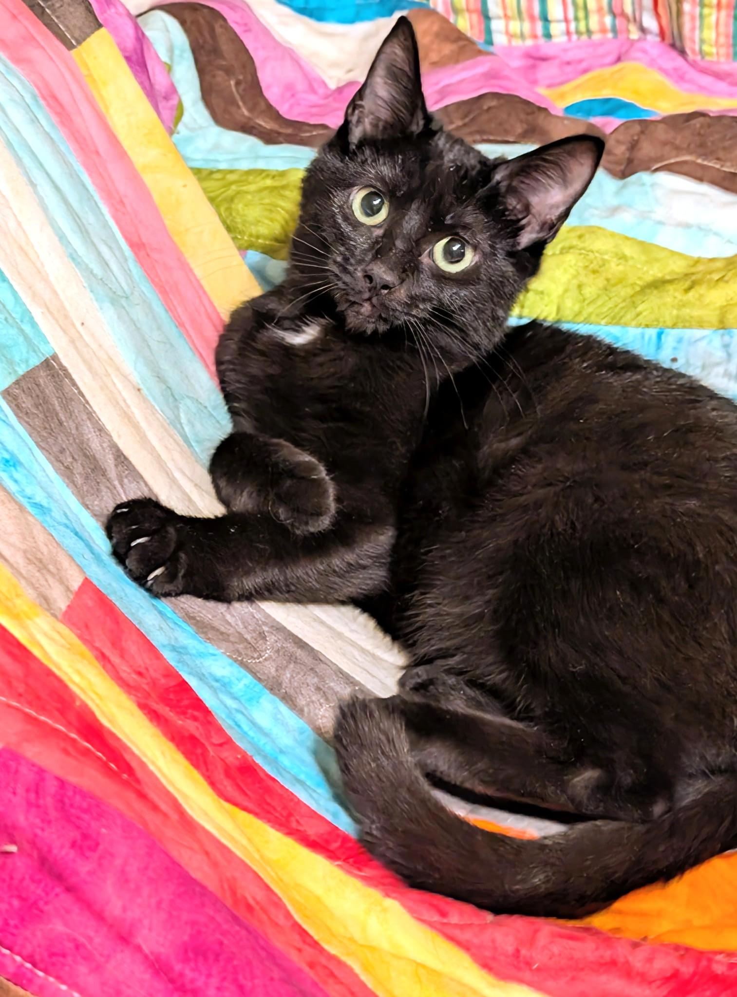 Enlarge Baxter & Bucky: Fun, Fun, Fun!, a ADOPTABLE Domestic Short Hair in Newport, WA image 2/6