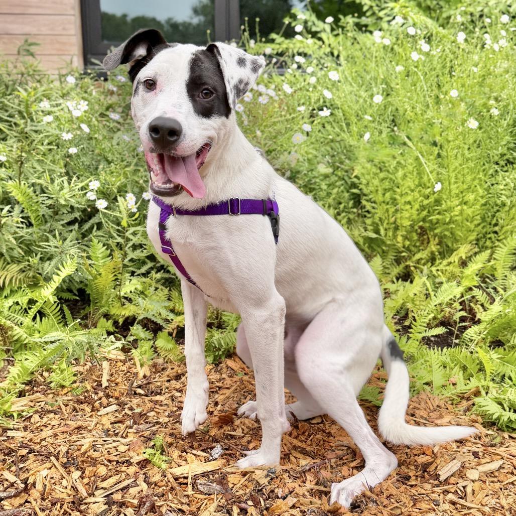 Marvel, Adoptable, Young Male Labrador Retriever & Mixed Breed.
