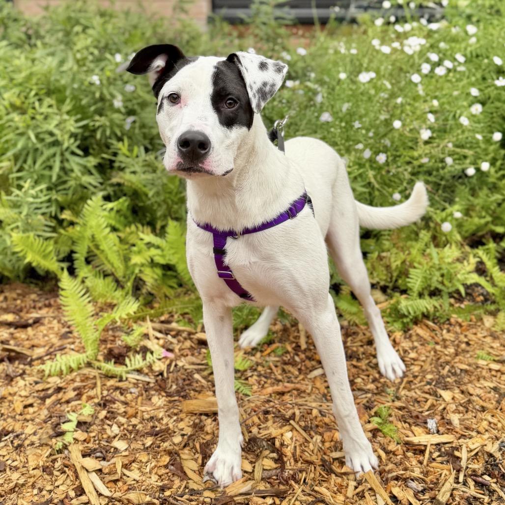 Enlarge Marvel, a Adoptable mixed breed in East Hampton, NY image 2/5