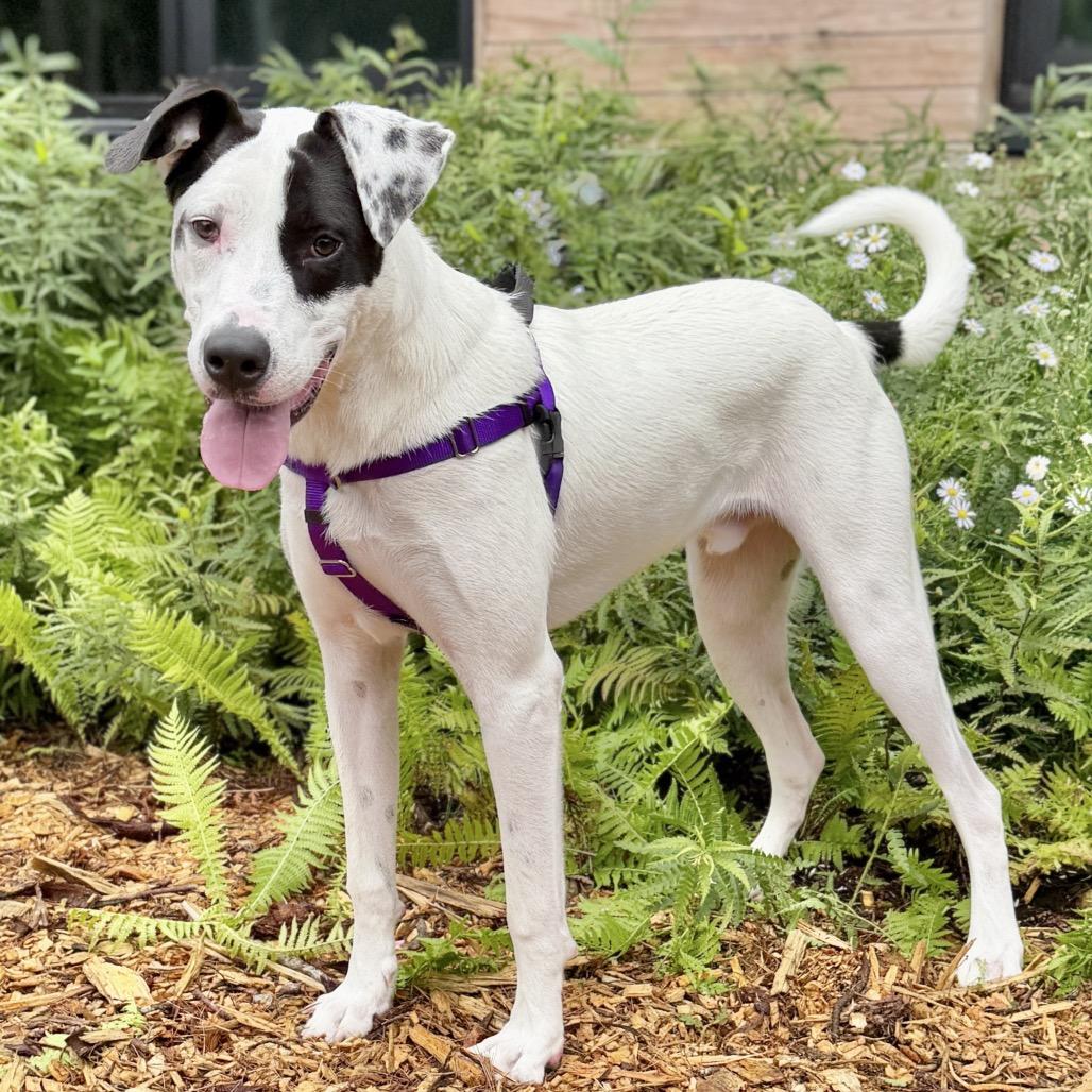 Enlarge Marvel, a Adoptable mixed breed in East Hampton, NY image 3/5