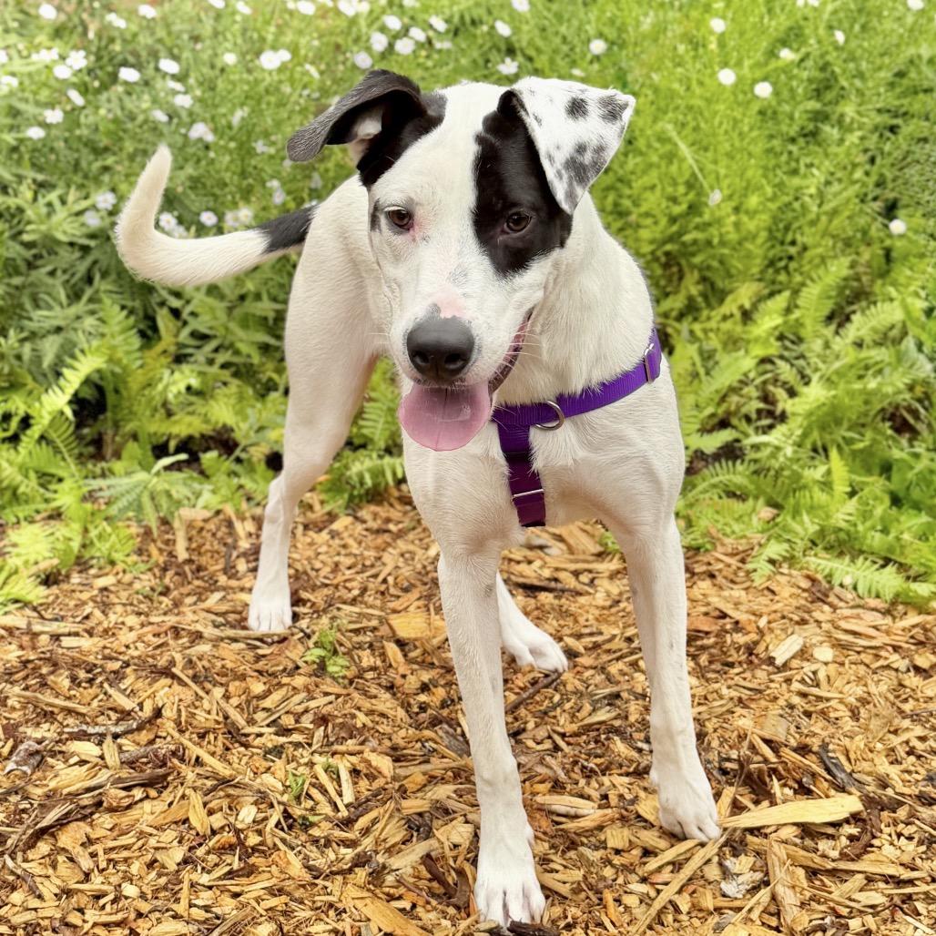 Enlarge Marvel, a Adoptable mixed breed in East Hampton, NY image 4/5