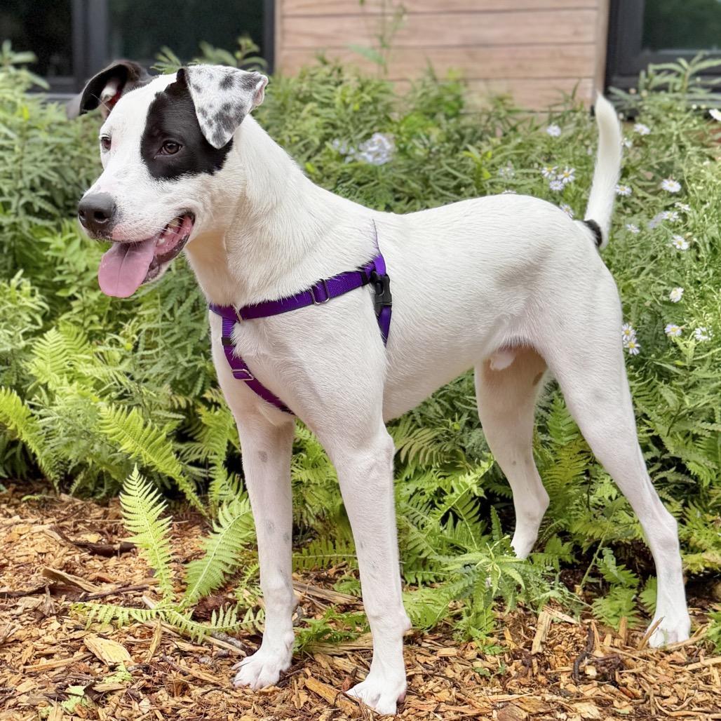 Enlarge Marvel, a Adoptable mixed breed in East Hampton, NY image 5/5
