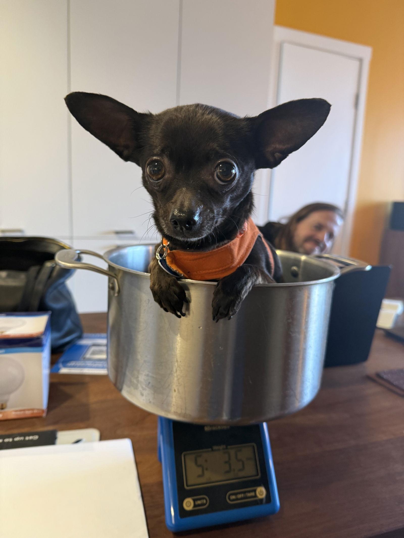 Penny, a Adoptable Chihuahua in San Francisco, CA image 1/3