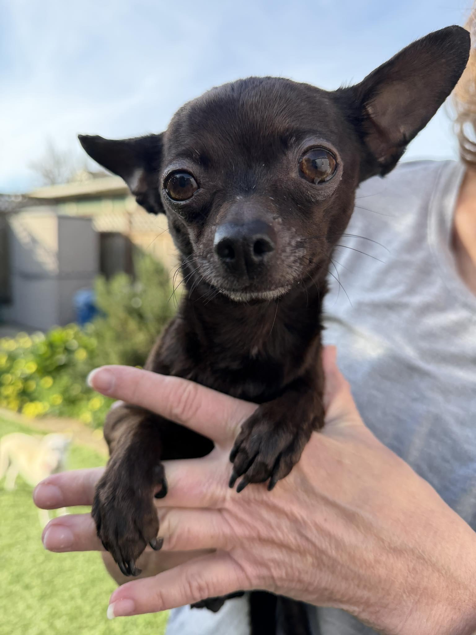 Penny, a Adoptable Chihuahua in San Francisco, CA image 2/3