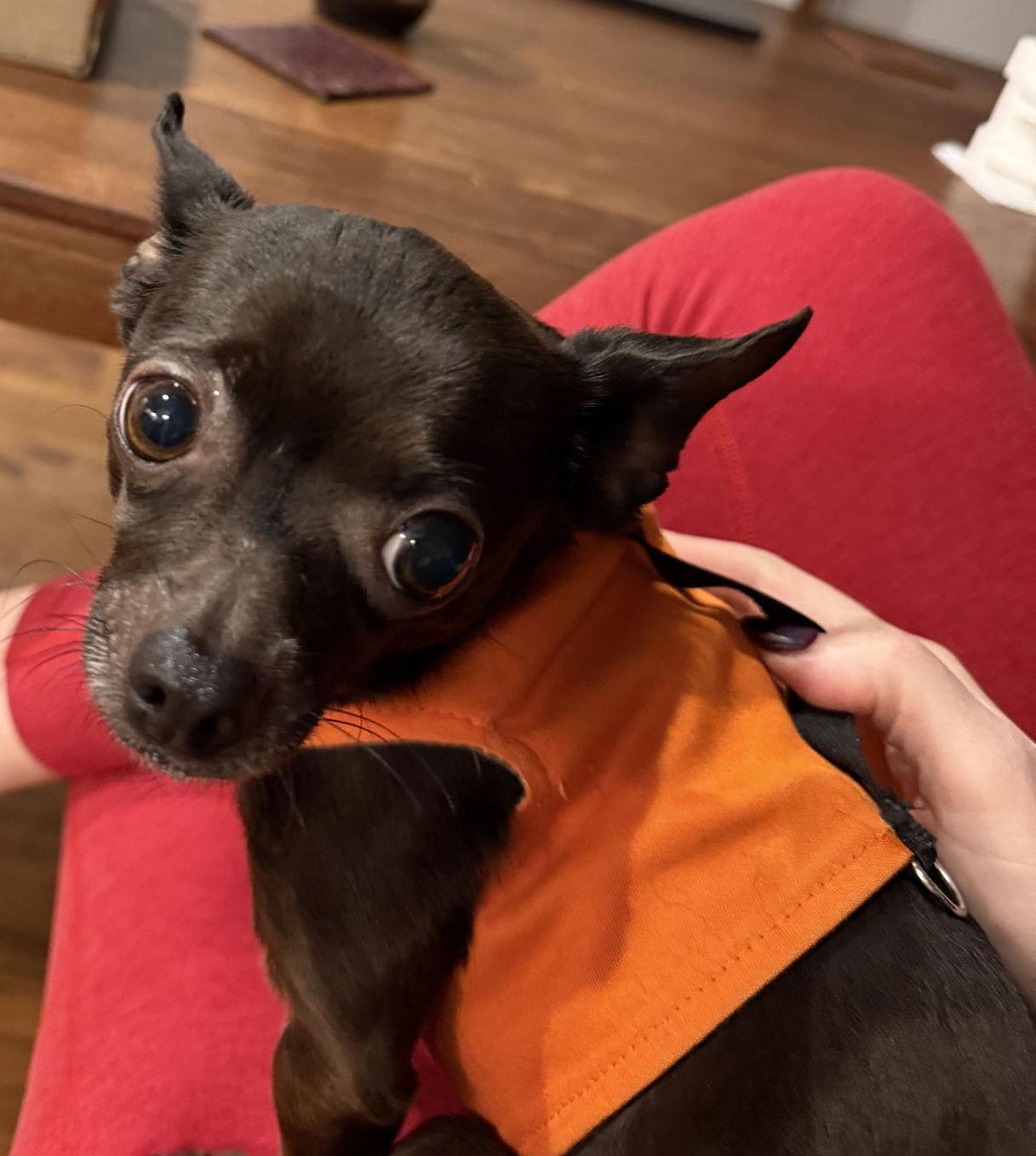 Penny, a Adoptable Chihuahua in San Francisco, CA image 3/3