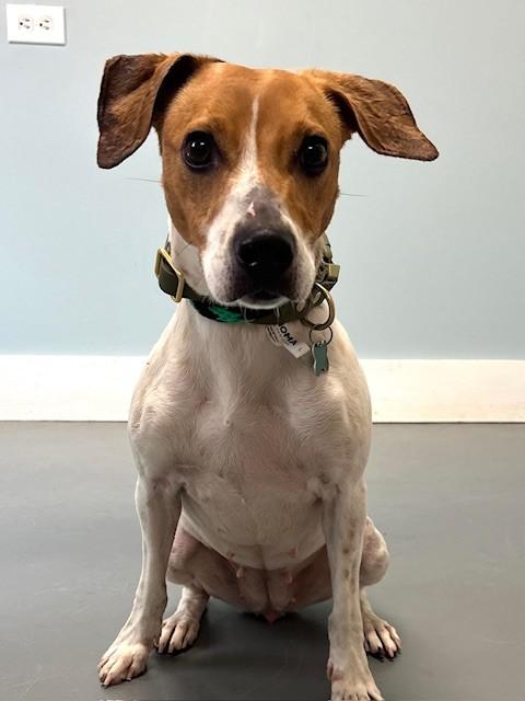Enlarge Dandelion, a ADOPTABLE mixed breed in Hawk Point, MO image 3/4