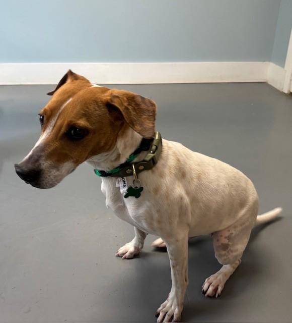 Enlarge Dandelion, a ADOPTABLE mixed breed in Hawk Point, MO image 2/4