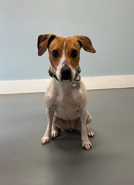 Enlarge Dandelion, a ADOPTABLE mixed breed in Hawk Point, MO image 1/4