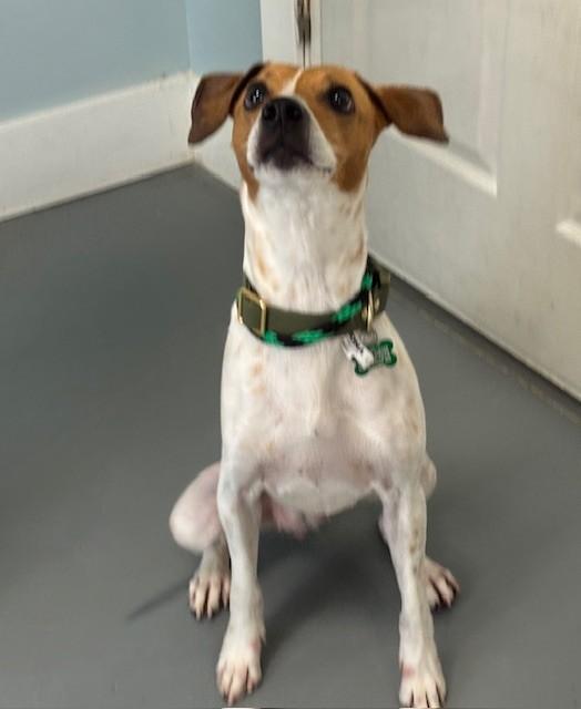Enlarge Dandelion, a ADOPTABLE mixed breed in Hawk Point, MO image 4/4