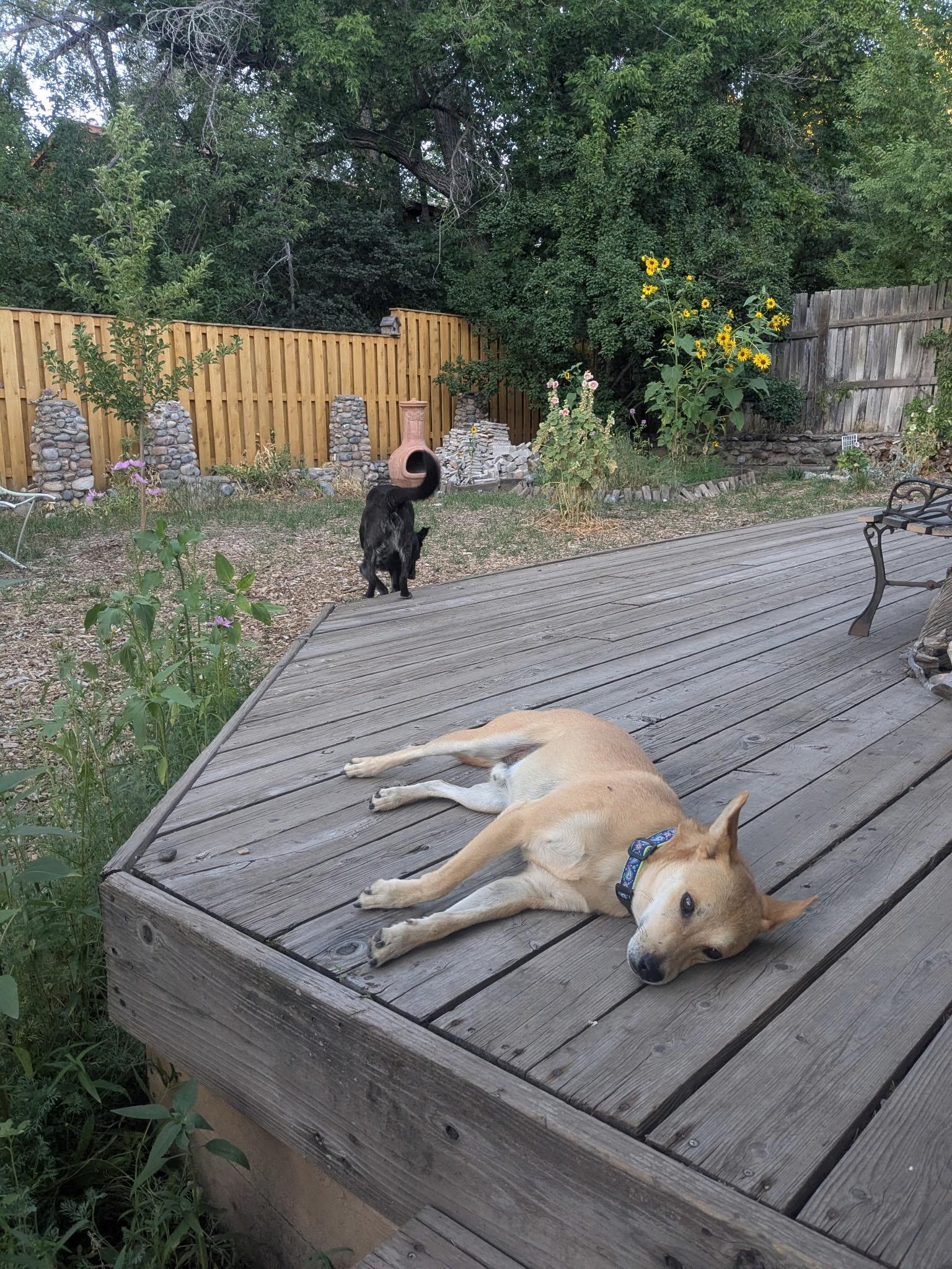 Enlarge Gemini, a ADOPTABLE mixed breed in Durango, CO image 5/6
