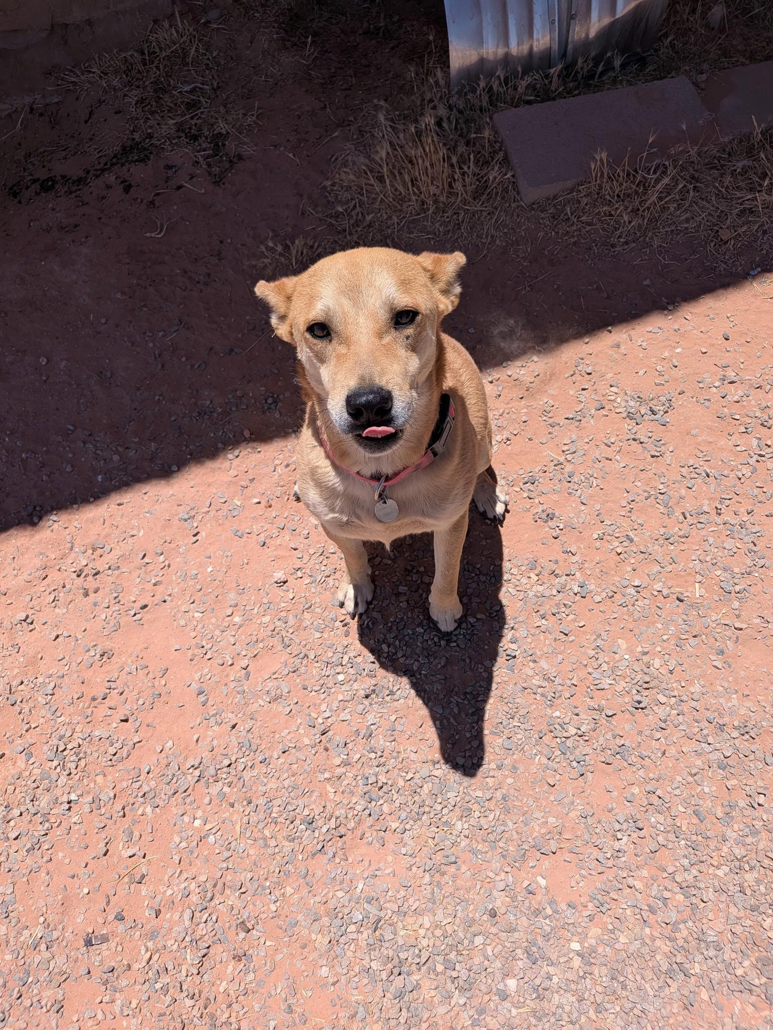 Enlarge Gemini, a ADOPTABLE mixed breed in Durango, CO image 6/6