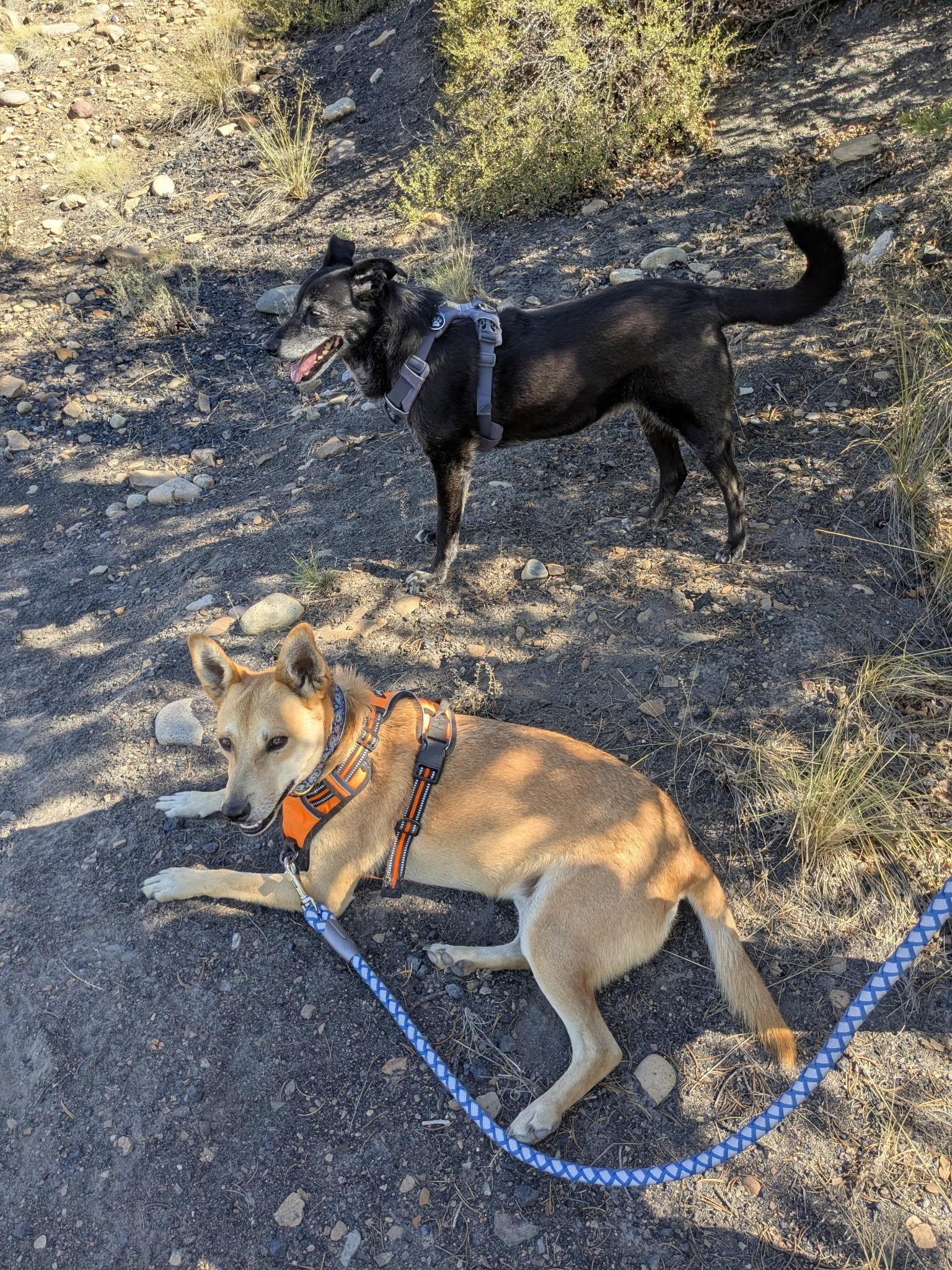 Enlarge Gemini, a ADOPTABLE mixed breed in Durango, CO image 4/6
