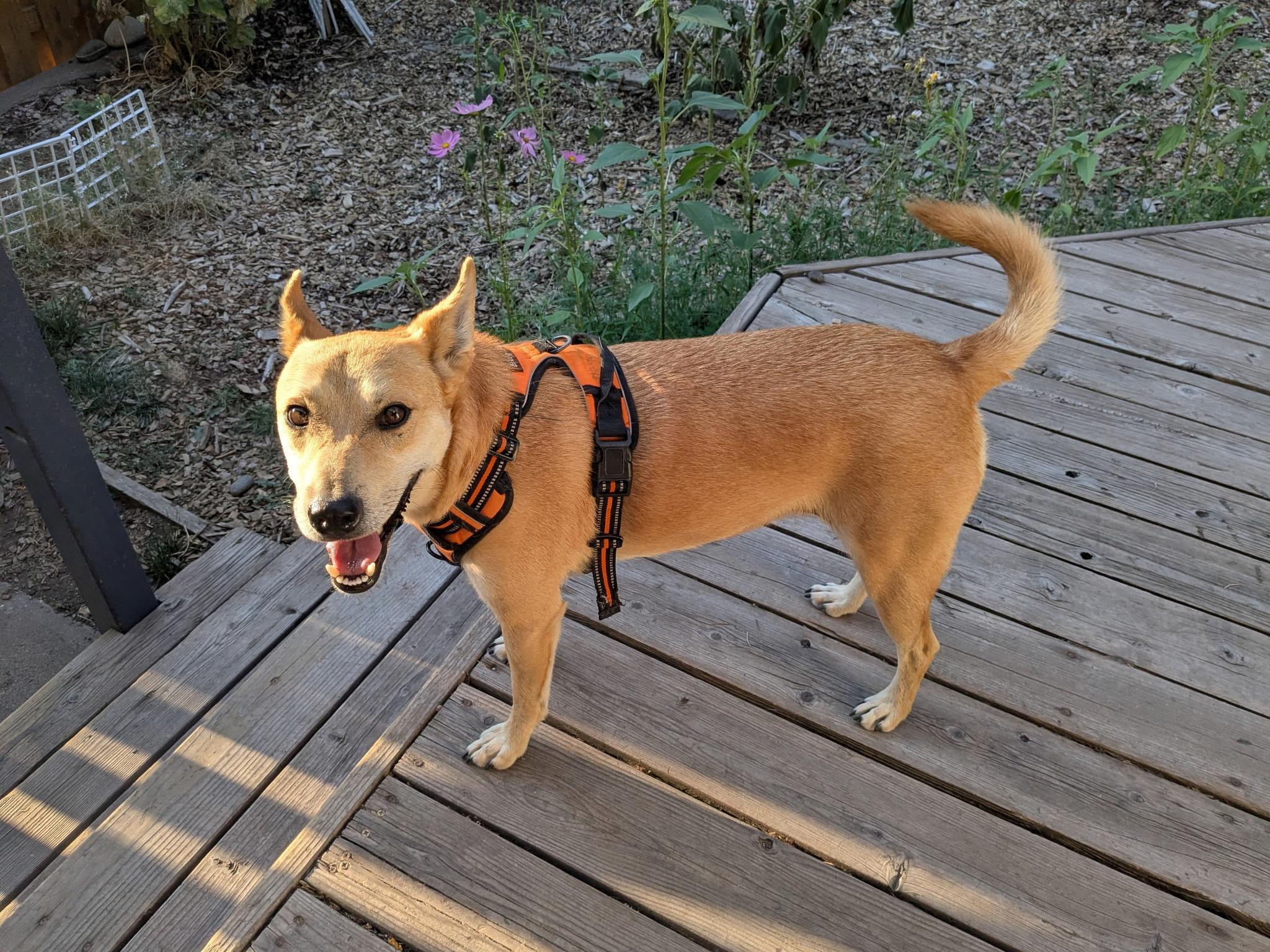 Enlarge Gemini, a ADOPTABLE mixed breed in Durango, CO image 2/6