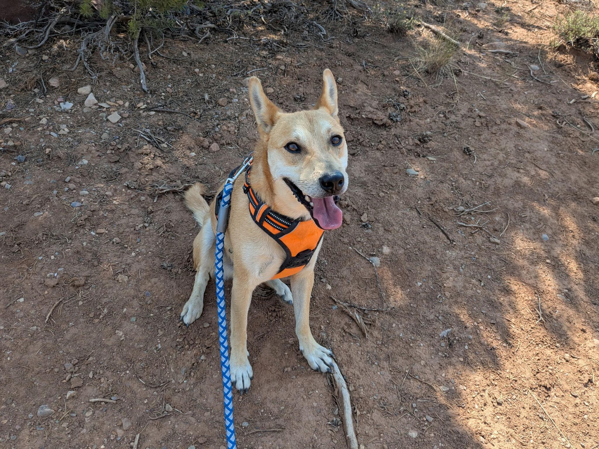 Gemini, ADOPTABLE, Adult Male Mixed Breed.