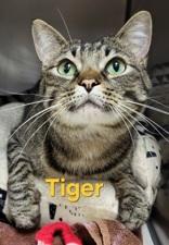 Enlarge Tiger, a Adoptable Domestic Short Hair in Moline, IL image 1/1