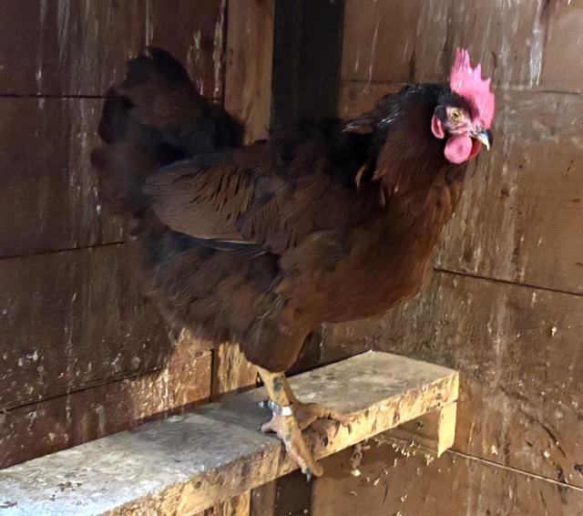 VIKTOR KRUM, Adoptable, Young Male Chicken.