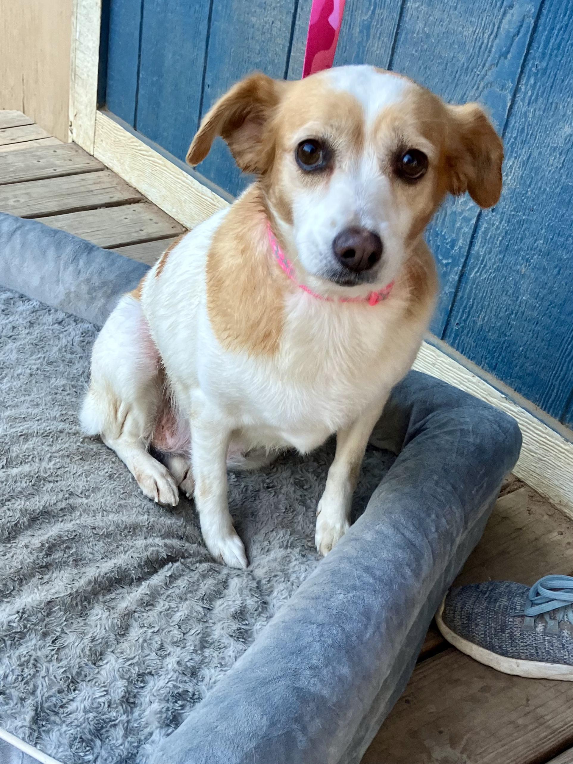 Enlarge Prissy, a Adopted mixed breed in Sheridan, TX image 1/6