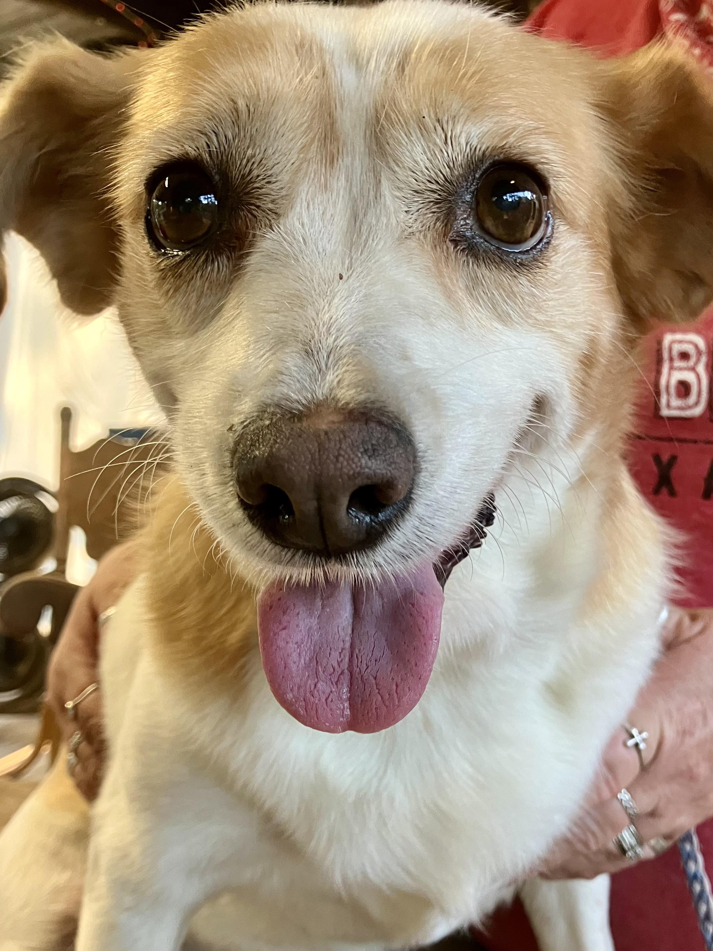 Enlarge Prissy, a Adopted mixed breed in Sheridan, TX image 3/6