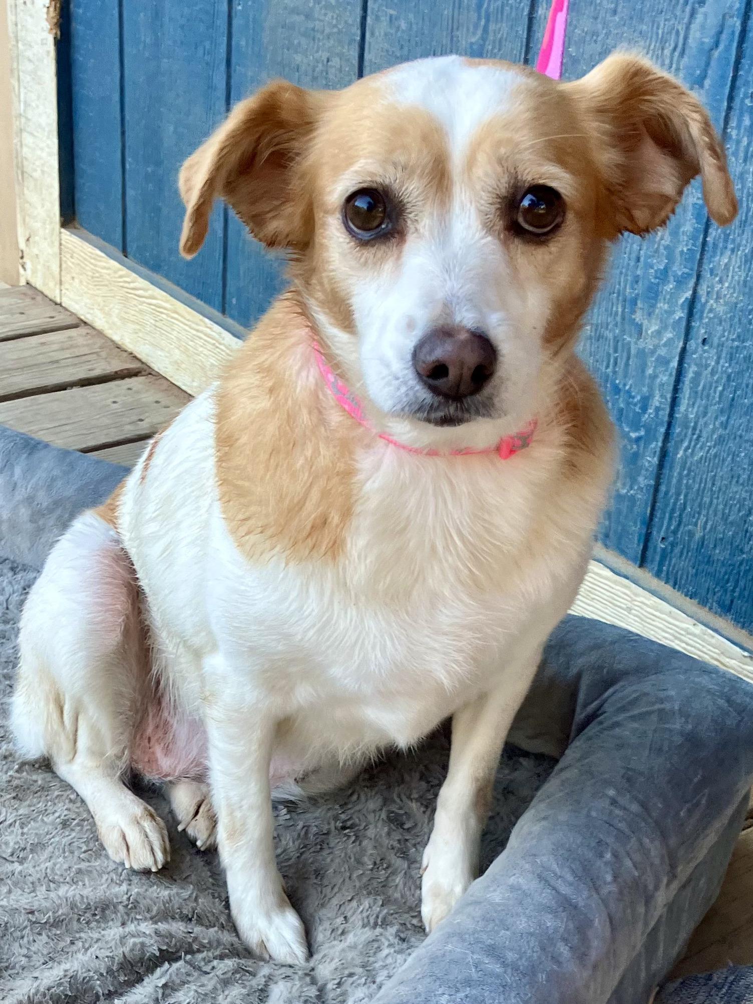 Enlarge Prissy, a Adopted mixed breed in Sheridan, TX image 4/6