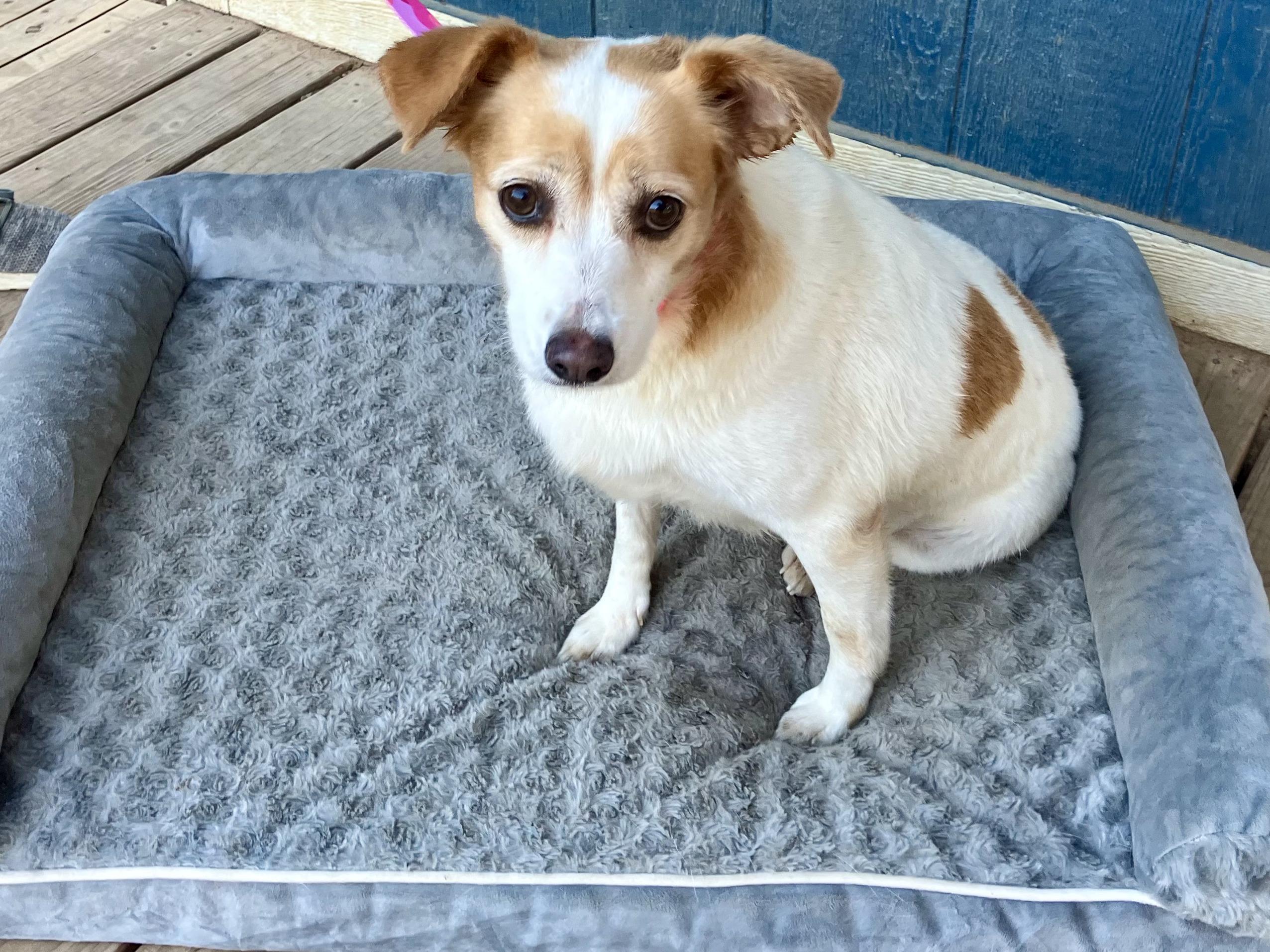 Enlarge Prissy, a Adopted mixed breed in Sheridan, TX image 5/6