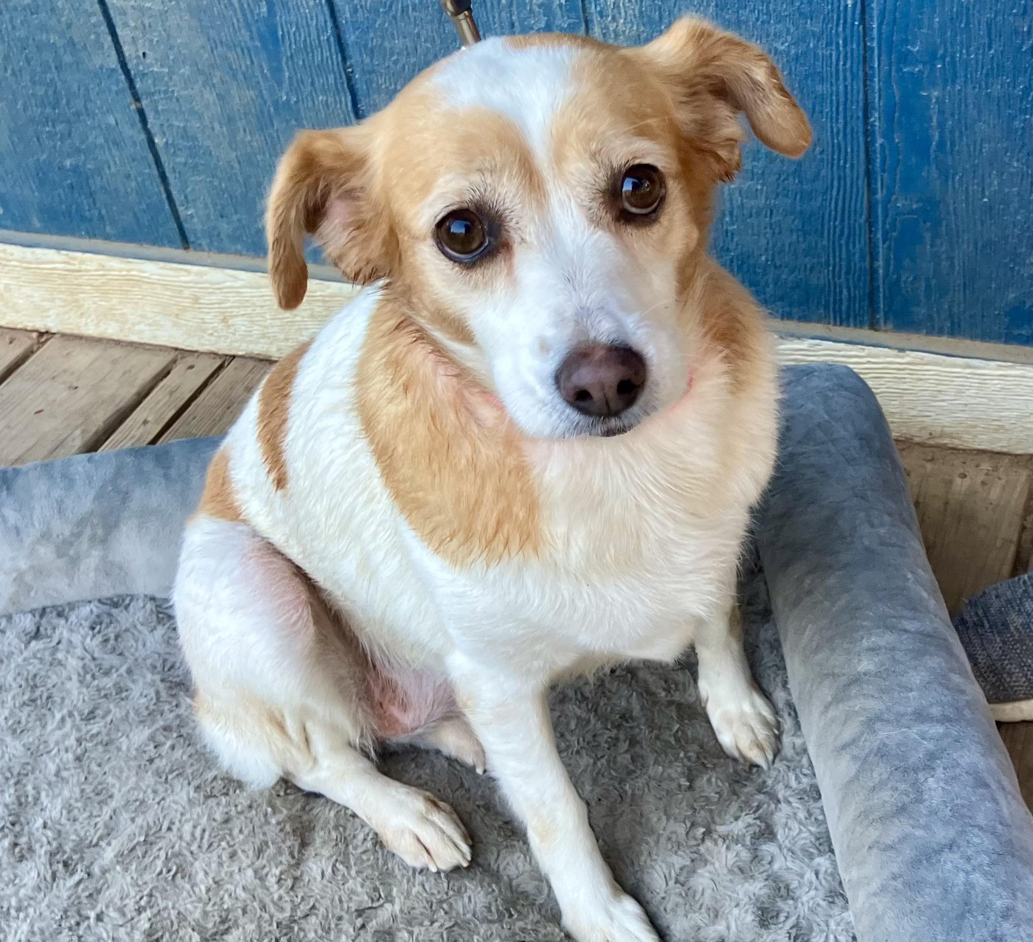 Enlarge Prissy, a Adopted mixed breed in Sheridan, TX image 6/6