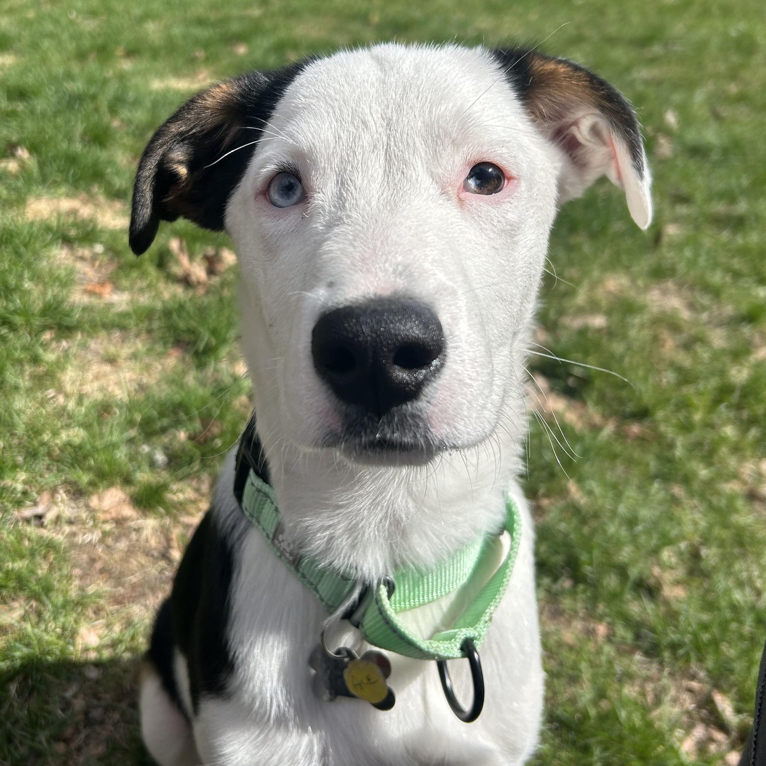 Ace, an adopted mixed breed in Albany, NY image 1/6