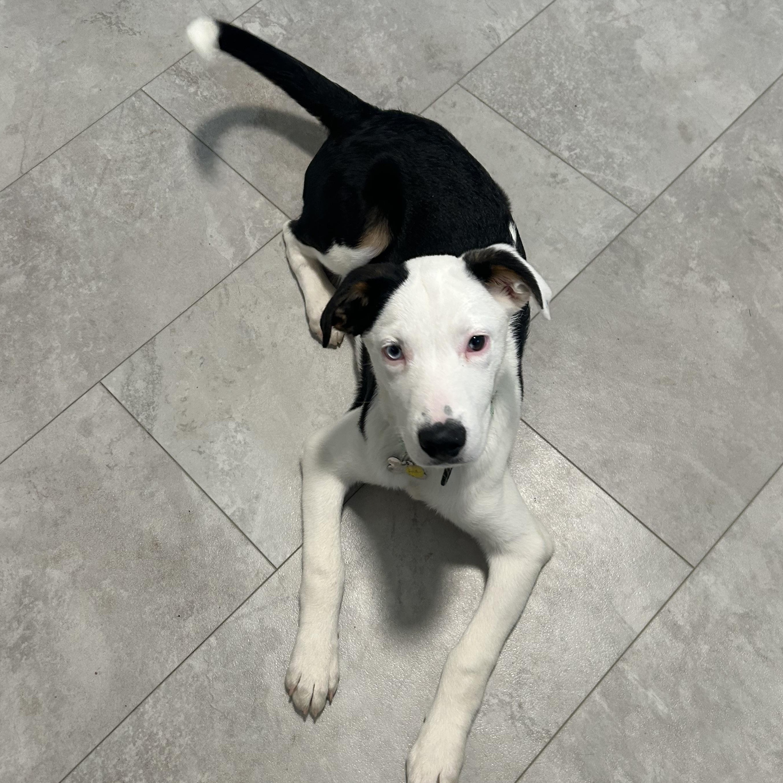 Ace, an adopted mixed breed in Albany, NY image 5/6