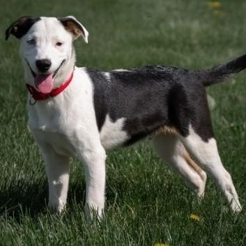 Ace, an adopted mixed breed in Albany, NY image 6/6