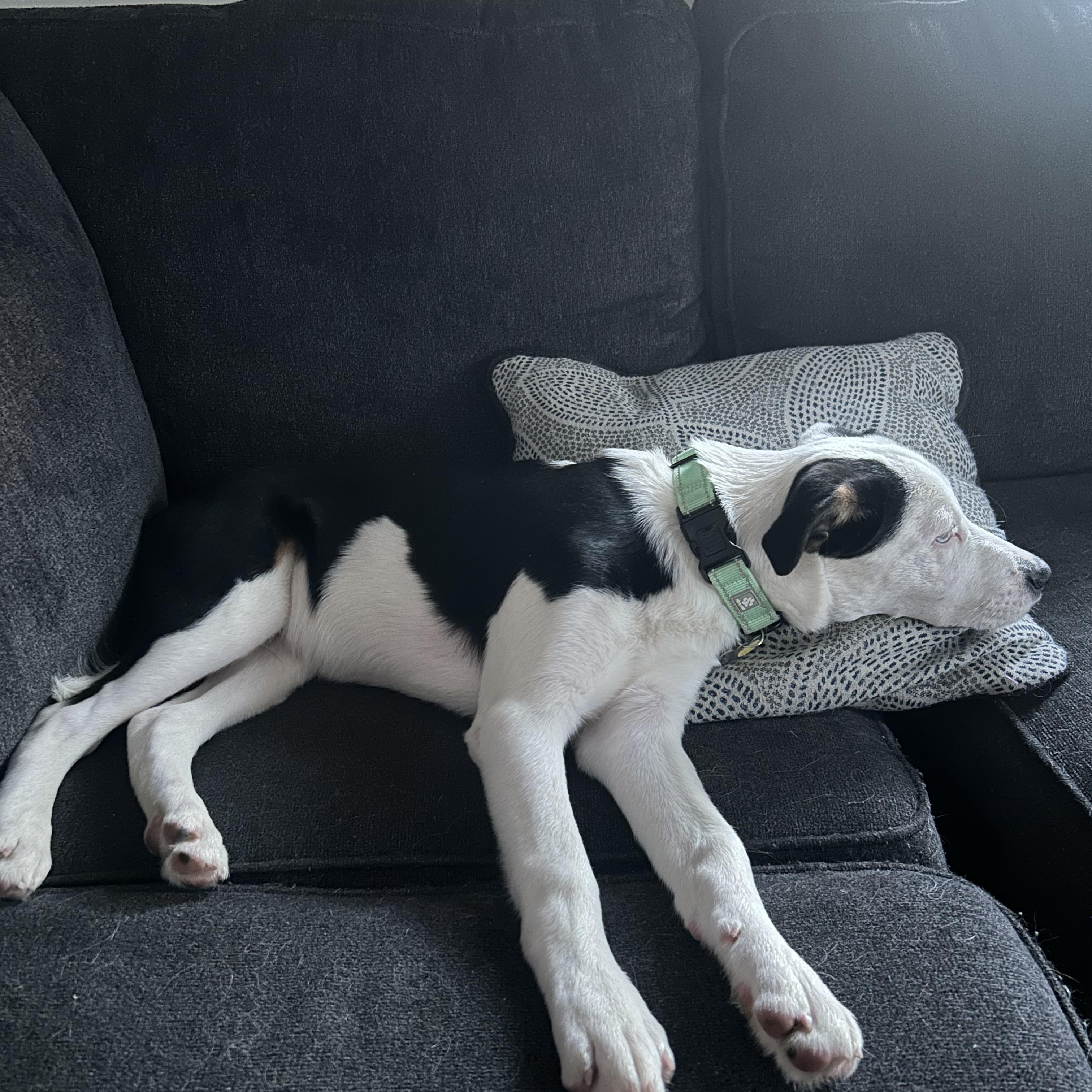 Ace, an adopted mixed breed in Albany, NY image 4/6