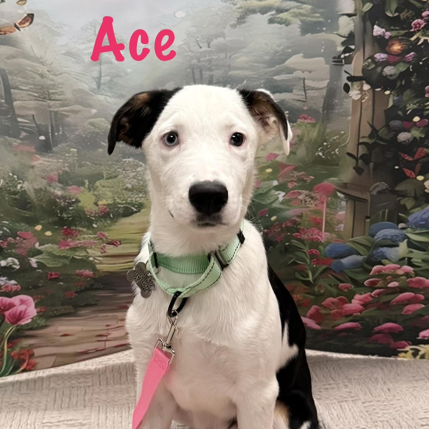 Ace, an adopted mixed breed in Albany, NY image 2/6