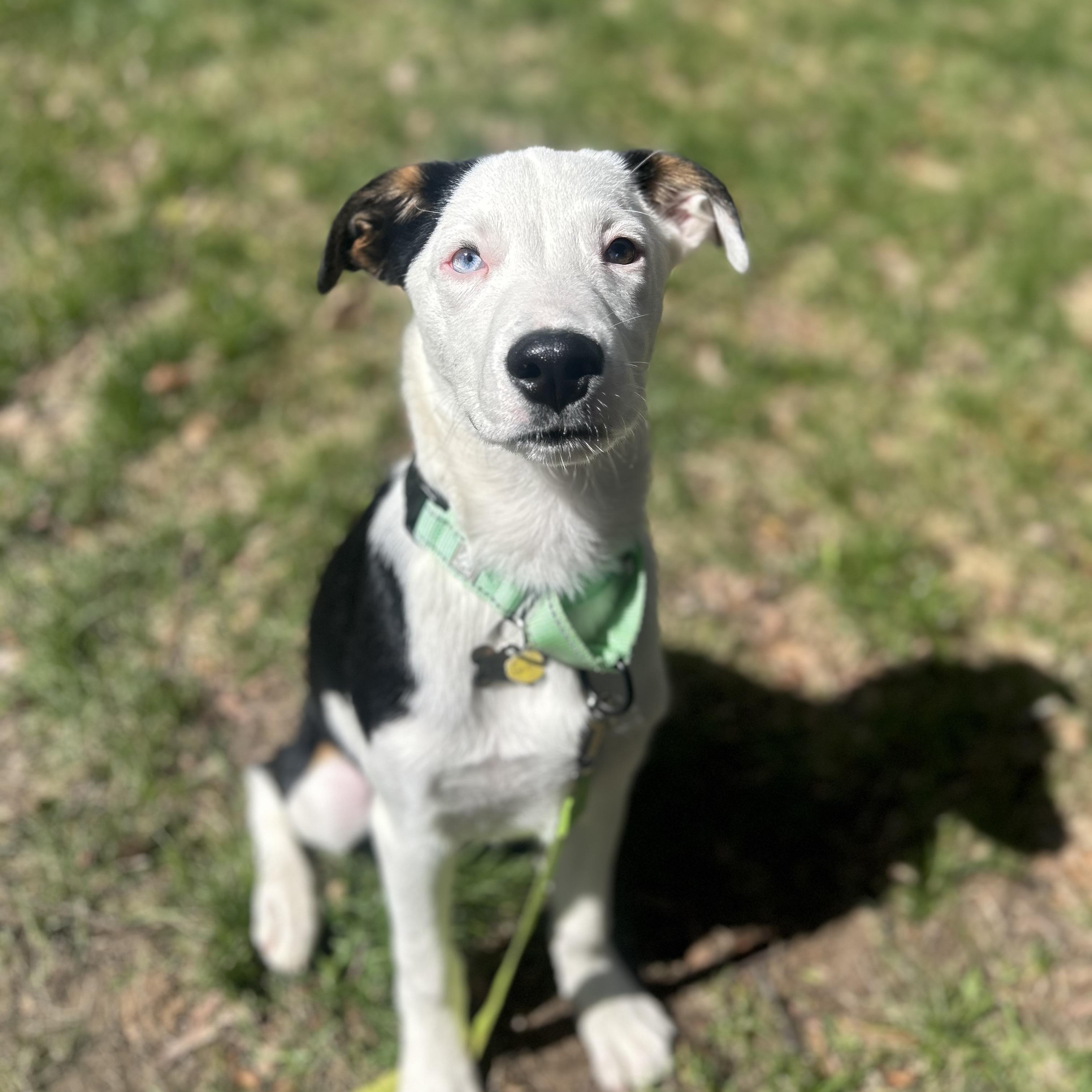 Ace, an adopted mixed breed in Albany, NY image 3/6