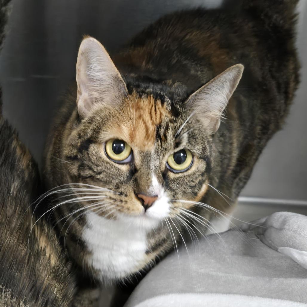 Citrine (26-7296), Adoptable, Adult Female Domestic Short Hair.