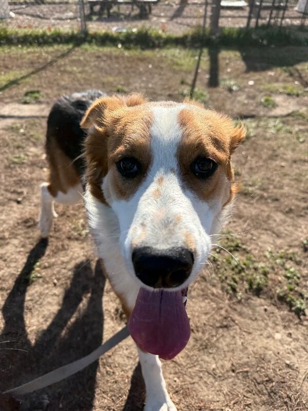 Sadie, Adoptable, Adult Female English Shepherd & Mixed Breed.
