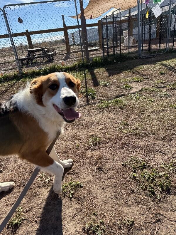 Sadie, a Adoptable mixed breed in Fort Collins, CO image 2/6