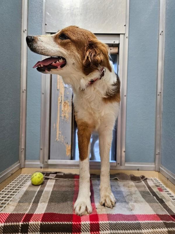 Sadie, a Adoptable mixed breed in Fort Collins, CO image 3/6