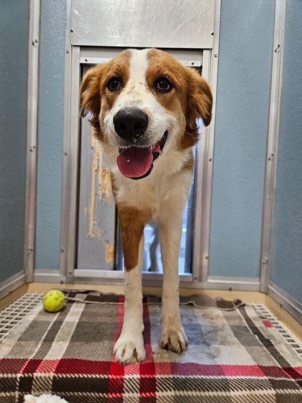 Sadie, a Adoptable mixed breed in Fort Collins, CO image 4/6