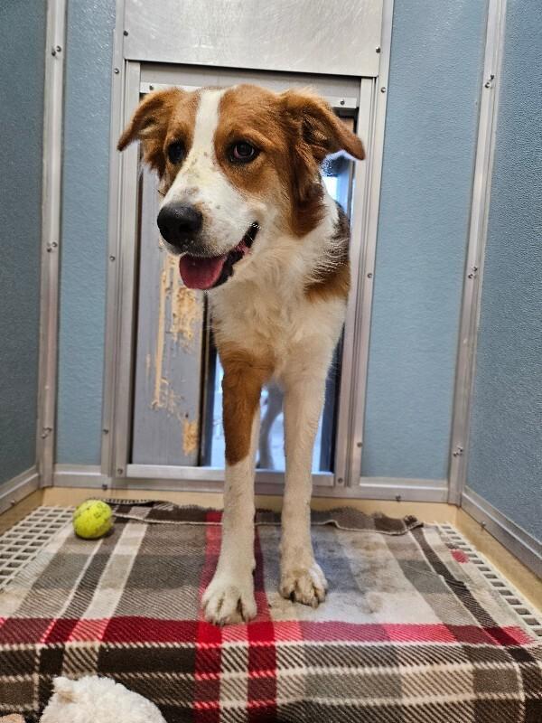 Sadie, a Adoptable mixed breed in Fort Collins, CO image 5/6