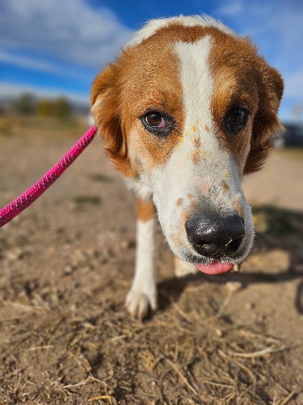 Sadie, a Adoptable mixed breed in Fort Collins, CO image 6/6