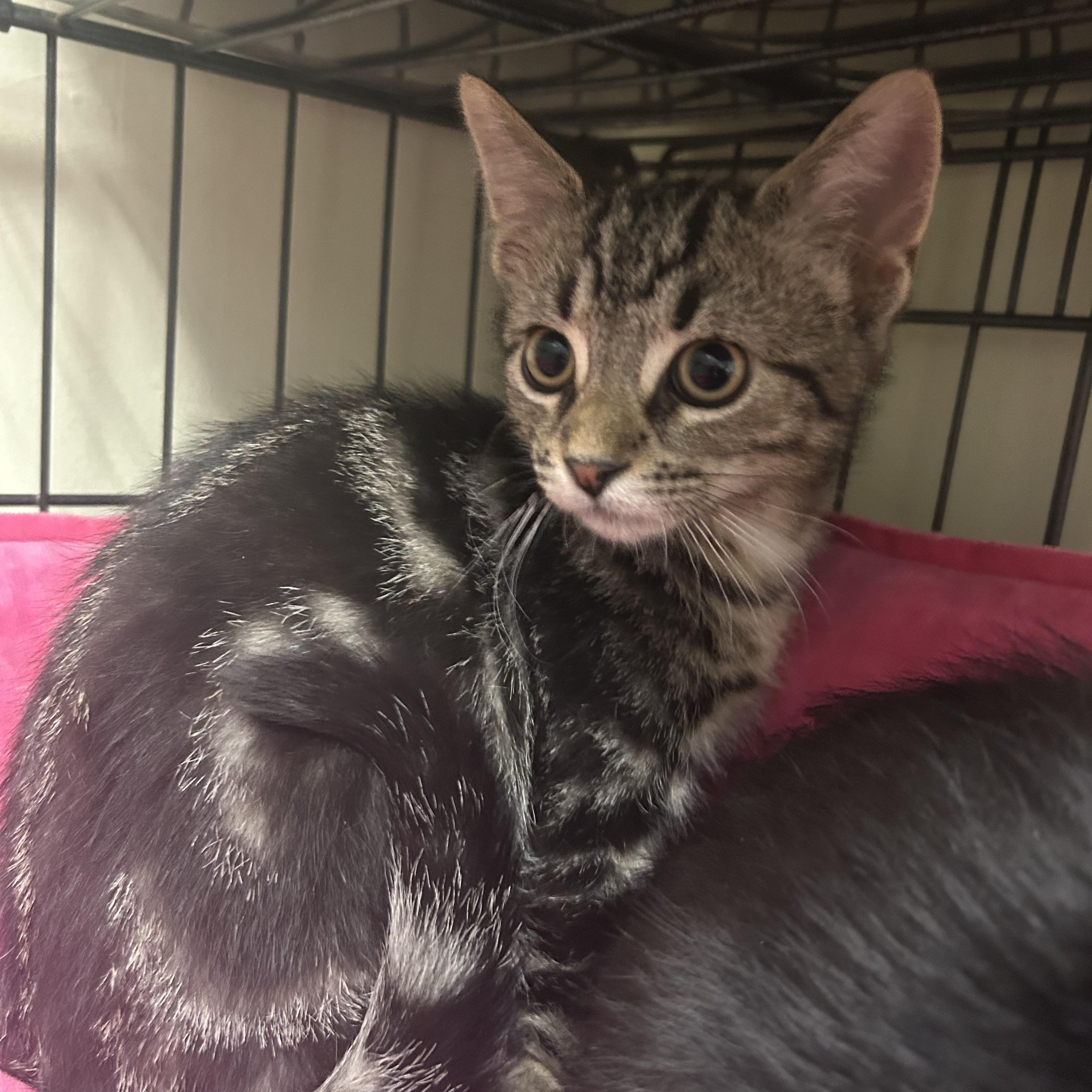 Ryder, ADOPTABLE, Kitten Male Domestic Short Hair.