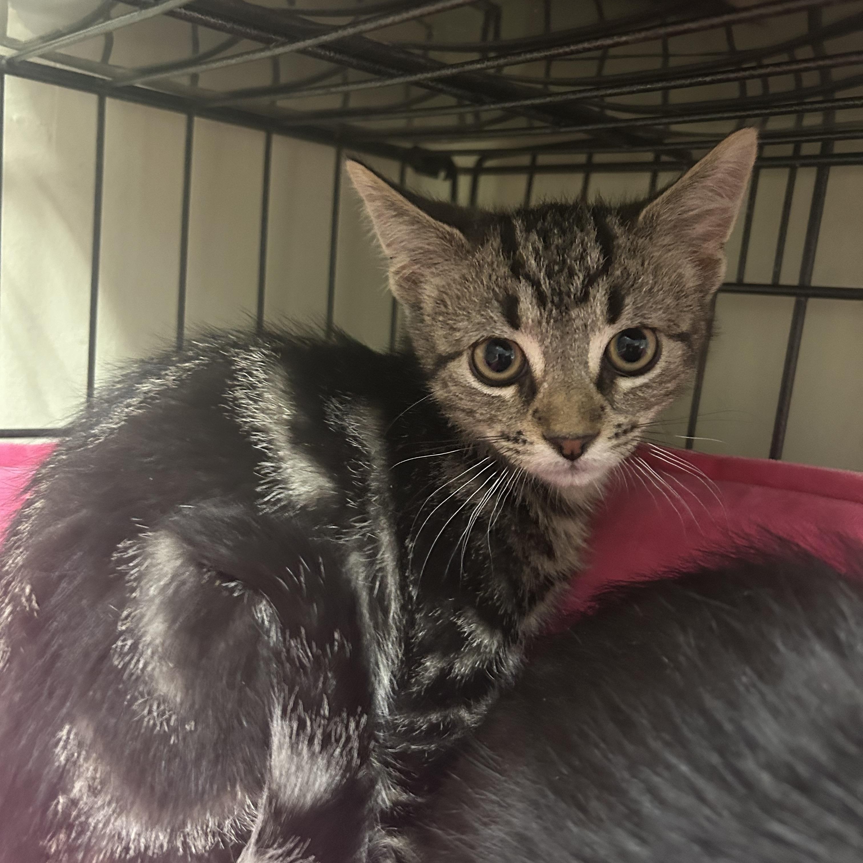 Ryder, a ADOPTABLE Domestic Short Hair in Cape May, NJ image 2/2