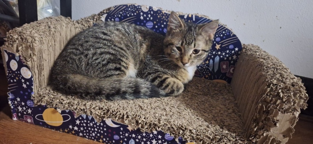 Spring, a Adoptable Domestic Short Hair in Pocatello, ID image 2/2