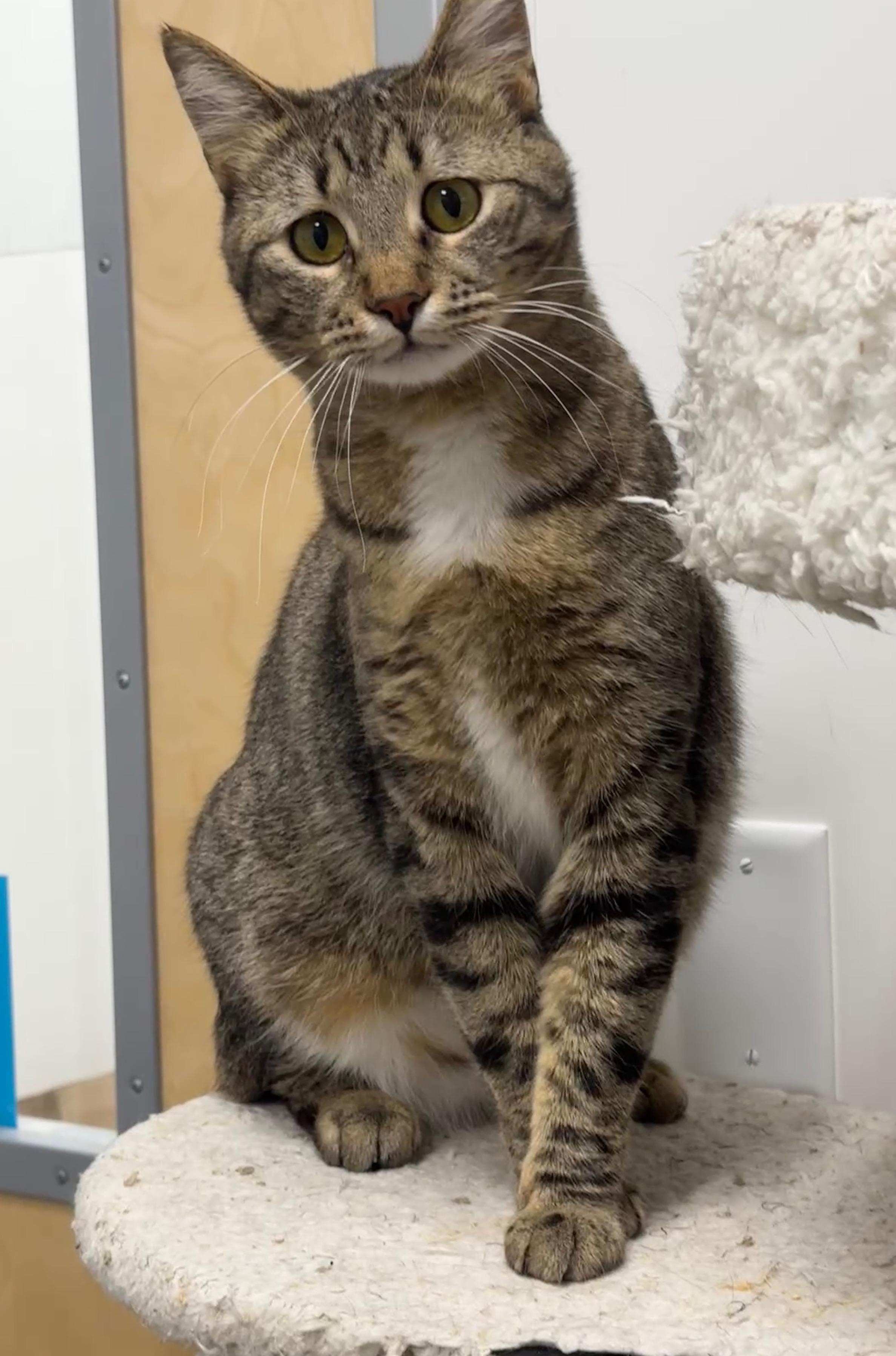 Spring, a Adoptable Domestic Short Hair in Pocatello, ID image 1/2