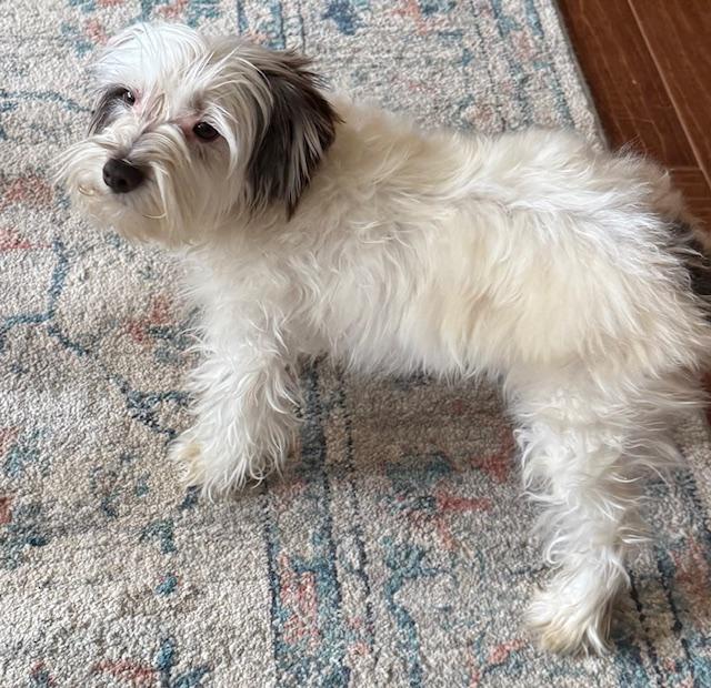 Enlarge Aubrey, an adopted Miniature Schnauzer in Cushing, OK image 1/3