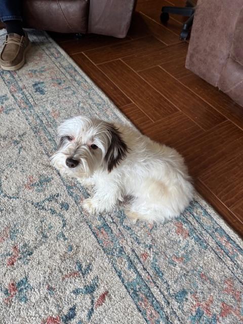 Enlarge Aubrey, an adopted Miniature Schnauzer in Cushing, OK image 2/3